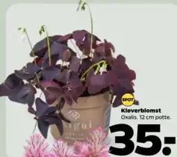 Netto Kløverblomst Oxalis tilbud