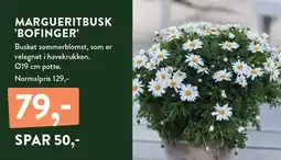 Plantorama MARGUERITBUSK 'BOFINGER' tilbud