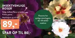 Plantorama INSEKTVENLIGE ROSER tilbud