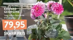 Plantorama KRUKKEGEORGINE tilbud