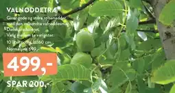 Plantorama VALNØDDETRÆ tilbud