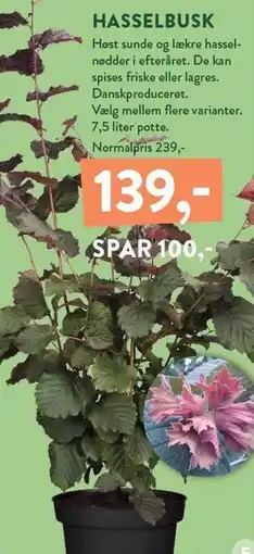 Plantorama HASSELBUSK tilbud