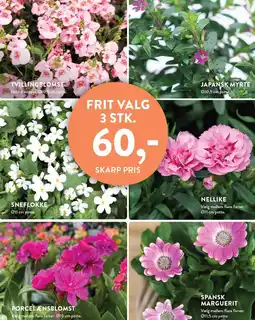 Plantorama TVILLINGBLOMST, JAPANSK MYRTE, SNEFLOKKE, NELLIKE, PORCELÆNSBLOMST ELLER SPANSK MARGUERIT tilbud