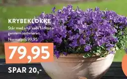 Plantorama KRYBEKLOKKE tilbud
