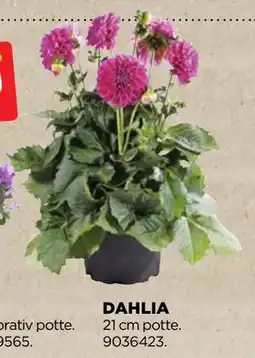 jem & fix DAHLIA tilbud