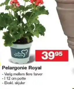 Bauhaus Pelargonie royal tilbud