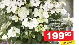 Bauhaus Hortensia tilbud