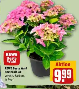 REWE DE REWE Beste Wahl Hortensie XL tilbud