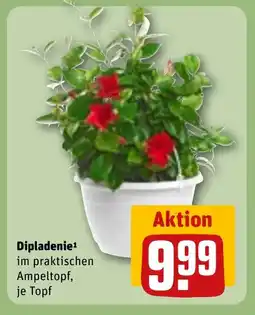 REWE DE Dipladenie tilbud