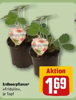 REWE DE Erdbeerpflanze tilbud