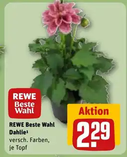 REWE DE REWE Beste Wahl Dahlie tilbud