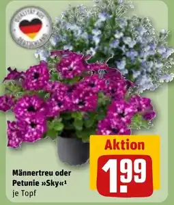 Männertreu oder Petunie Sky