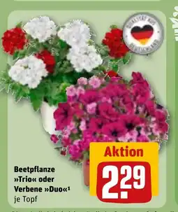 REWE DE Beetpflanze Trio oder Verbene Duo tilbud