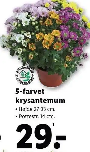 Lidl 5-farvet krysantemum tilbud