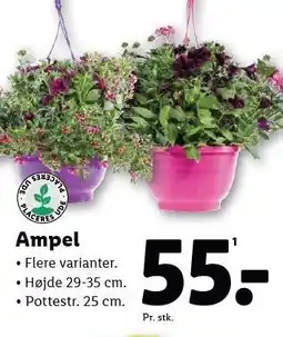 Lidl Ampel tilbud
