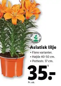 Lidl Asiatisk lilje tilbud