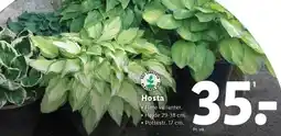 Lidl Hosta tilbud