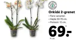 Lidl Orkidé 2-grenet tilbud