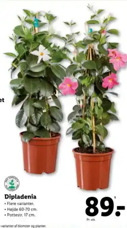 Lidl Dipladenia tilbud