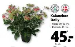 Lidl Kalanchoe Dolly tilbud