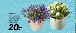 Bilka Blomst tilbud