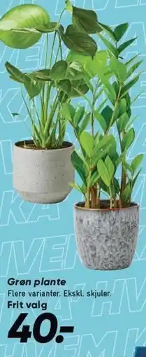 Bilka Grøn plante tilbud