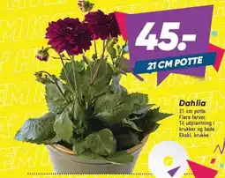 Bilka Dahlia tilbud