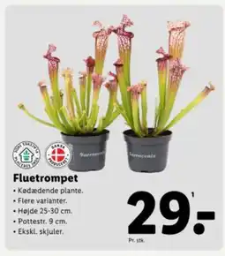 Lidl Fluetrompet tilbud