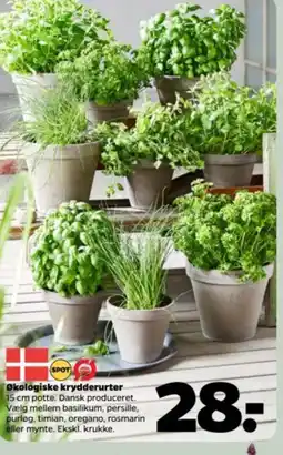 Netto Økologiske krydderurter tilbud