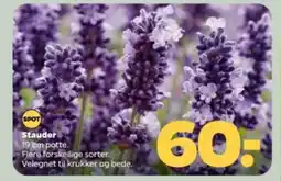 Netto Stauder tilbud