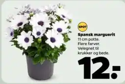 Spansk marguerit