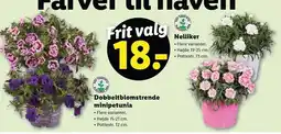 Lidl Dobbeltblomstrende minipetunia eller Nelliker tilbud
