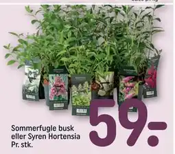 REMA 1000 Sommerfugle busk eller Syren Hortensia Pr. stk tilbud
