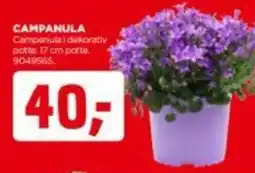 jem & fix CAMPANULA Campanula i dekorativ potte. 17 cm potte. 9049565 tilbud
