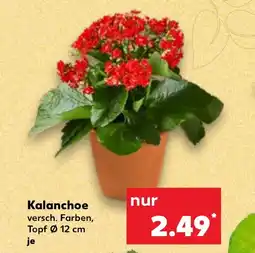 Kalanchoe