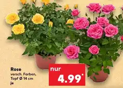 Kaufland Rose tilbud