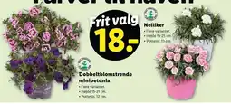 Lidl FRIT VALG Nelliker eller Dobbeltblomstrende minipetunia tilbud