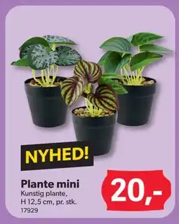 BigDollar Plante mini tilbud