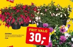 jem & fix Fuchsia tilbud