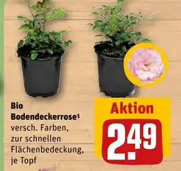 REWE DE Bio Bodendeckerrose¹ tilbud