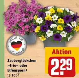 REWE DE Zauberglöckchen >>Trio<< oder Elfensporn¹ je Topf tilbud