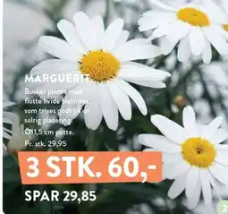 MARGUERIT