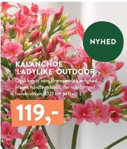 KALANCHOE 'LADYLIKE' OUTDOOR