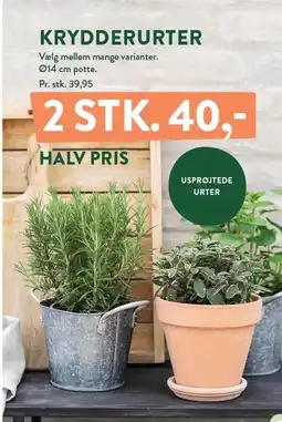 Plantorama KRYDDERURTER tilbud