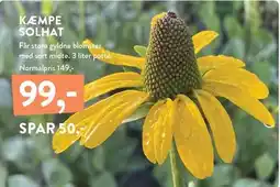 Plantorama KÆMPE SOLHAT tilbud