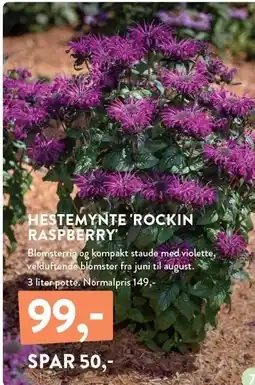Plantorama HESTEMYNTE 'ROCKIN RASPBERRY' tilbud