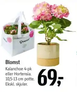 Føtex Blomst tilbud