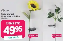 Din Isenkræmmer Solarblomst Rose eller solsikke - 2 ens stk tilbud