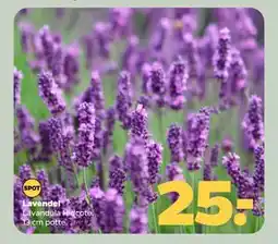 Netto Lavendel tilbud
