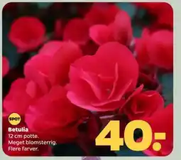 Netto Betulia tilbud
